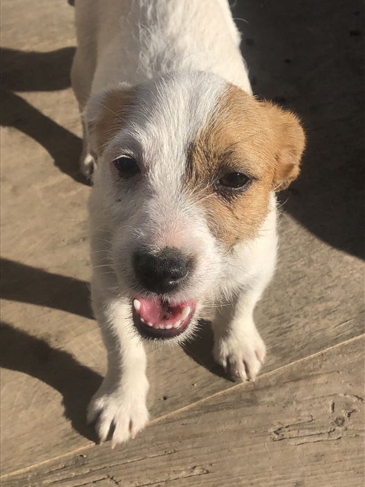 Породний Джек Рассел тер‘єр