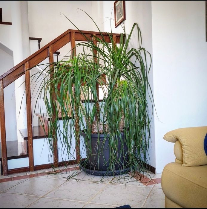 Beaucarnea Recurvata XXL, pata de elefante XXL, plantas, decoração, natureza, jardim