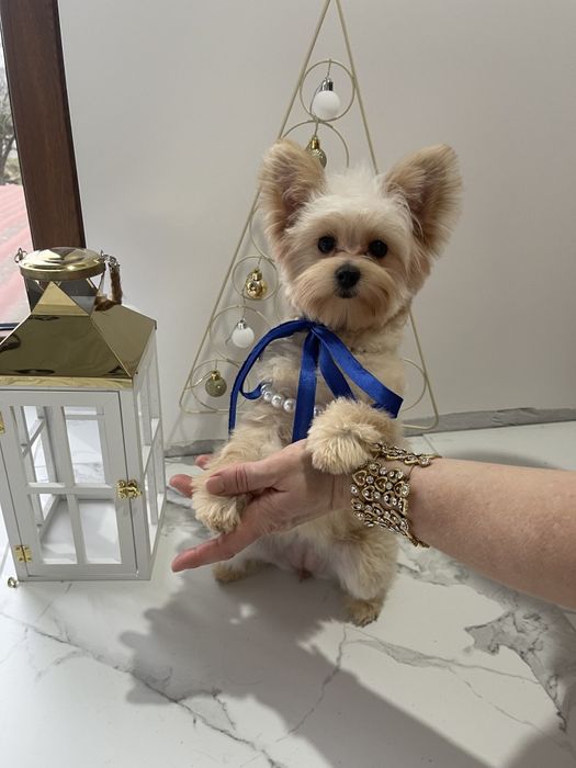 Помапу — 4 пухнасті принцеси шукають новий дім