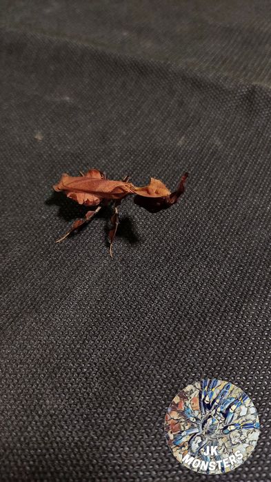 Modliszka Phyllocrania paradoxa (liściogłowa)+gratisy