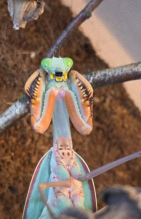 Duża piękna modliszka Hierodula Papua samce/samiczki