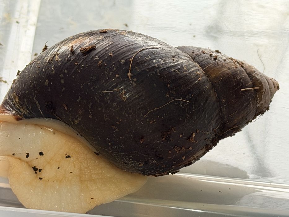 Slimaki afrykańskie ( małe)