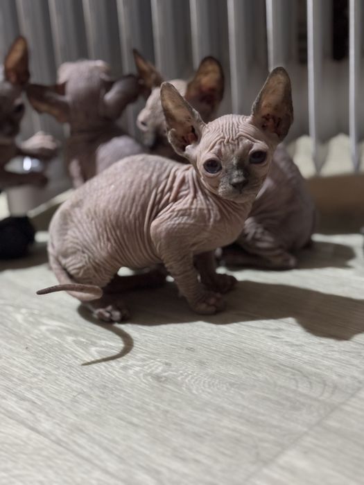 Сфинкси котенята резиночки