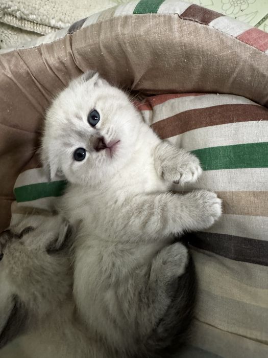 шотландські кошенята