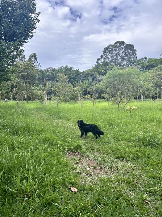 Pet sitting com muito amor