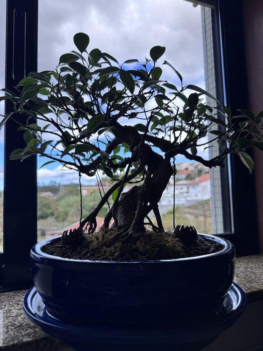 Bonsai Ficus + ferrramentas + adubo tudo: 200€
