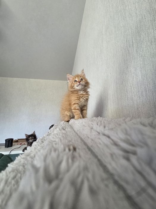 Хлопчик Мейн Кун