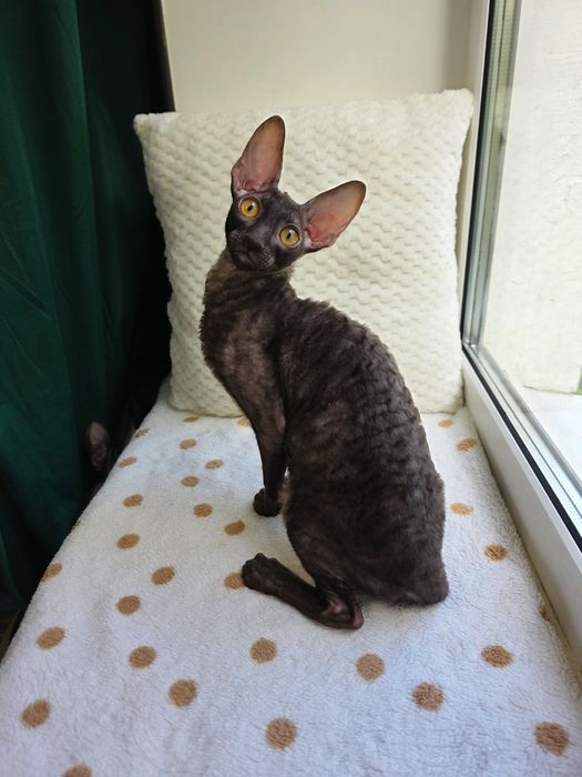 Кучерявий котик Корніш рекс