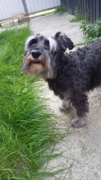 Цвергшнауцер 5 лет девочка КСУ