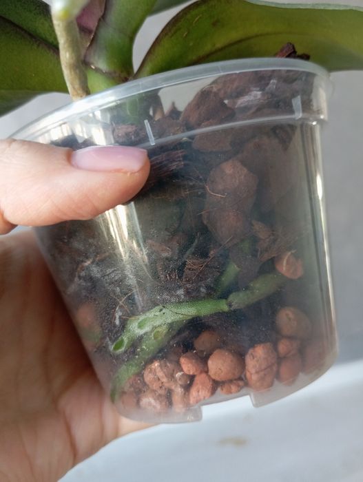 Орхідея Алмазне небо