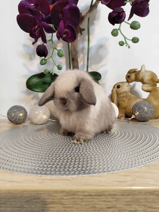 Króliczki Mini Lop i karzełki Teddy.
