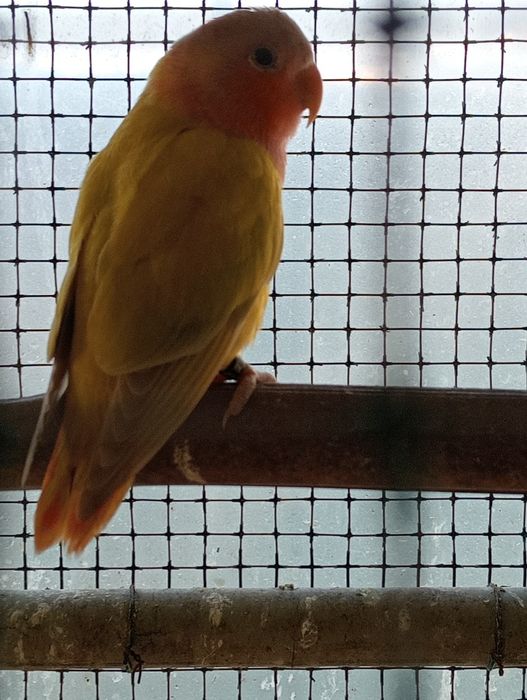 Vendo caturras  e agapórnis rosicollis de bom porte