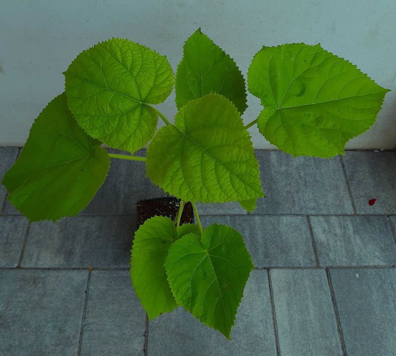 Drzewo tlenowe Paulownia ShanTong Oxytree sadzonki producent