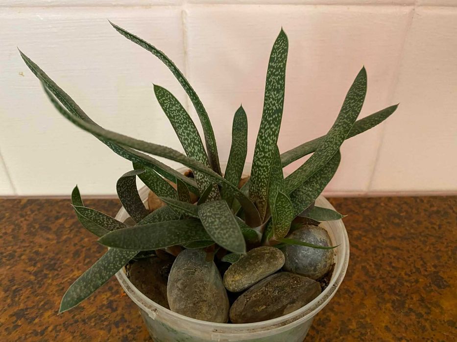 Комнатное растение вазон Гастерия бородавчатая  цветок суккулент