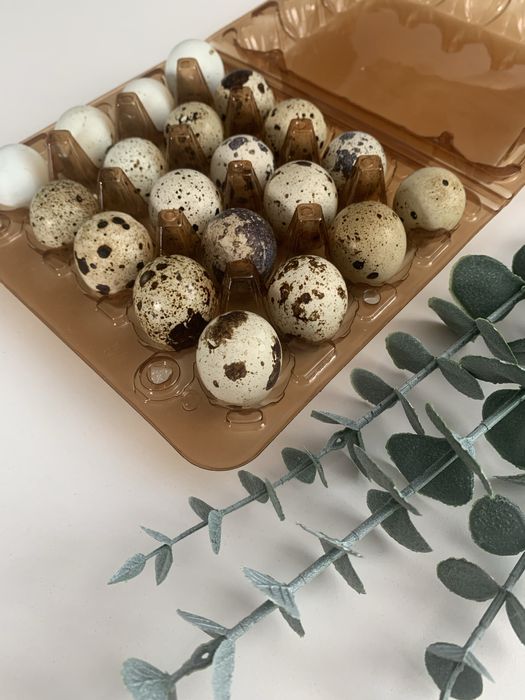 Перепелині яйця харчові