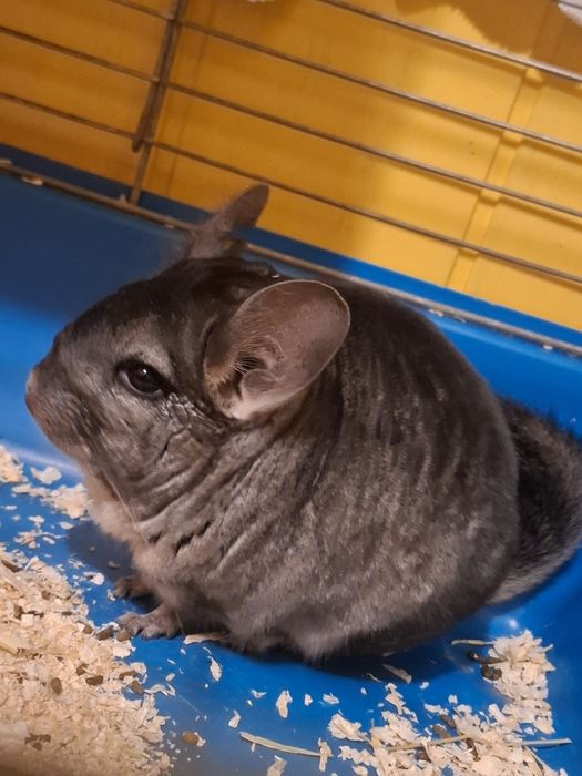 Sprzedam samice szynszyla