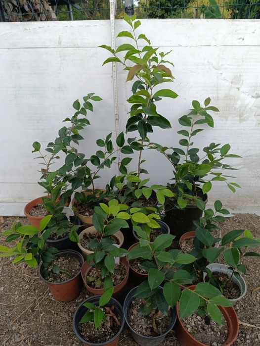 Guabiju plantas/mudas