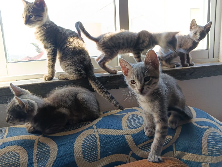 Gatinhos para adopção responsável