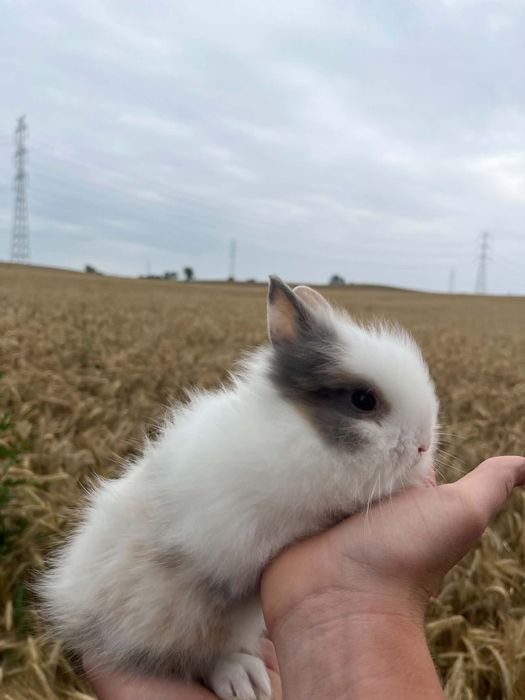 Króliczki miniaturki