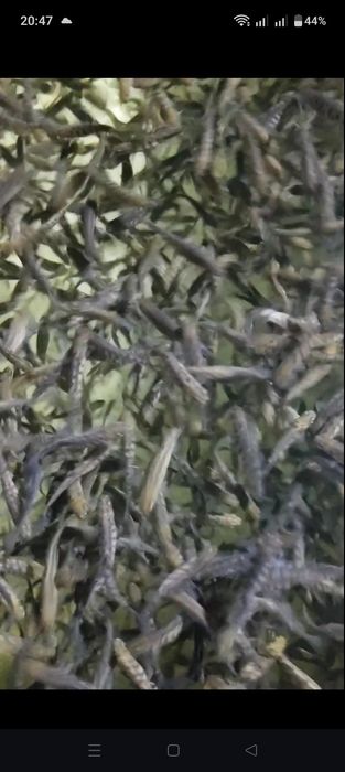 В продажі мальок форелі.