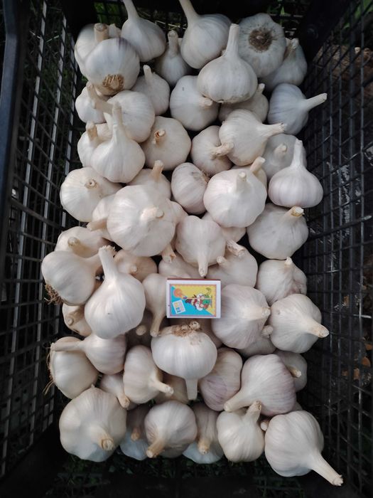 Продам ЧАСНИК...