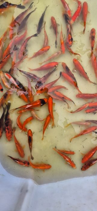 Karp, karaś, koi, ryby, narybek, lin, orfa, żywiec