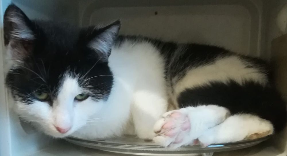 ZAGINĄŁ kot Maniek