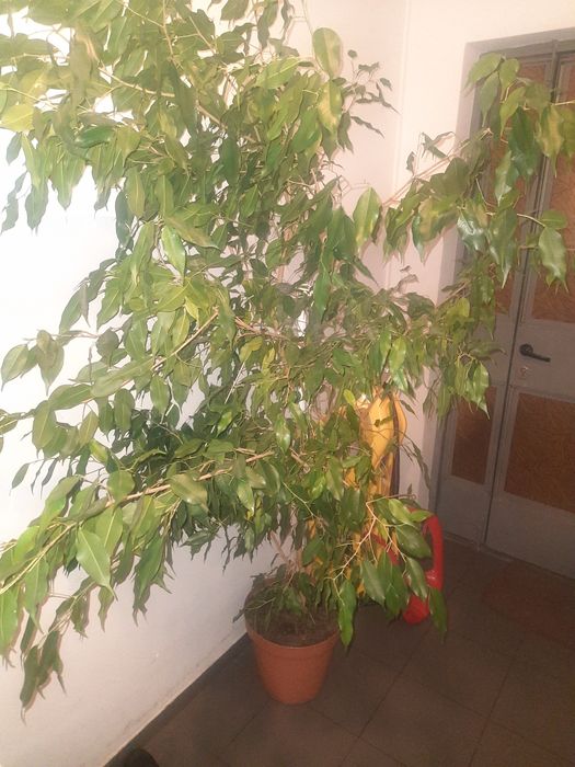 Kwiat Beniamin fikus pokojowy