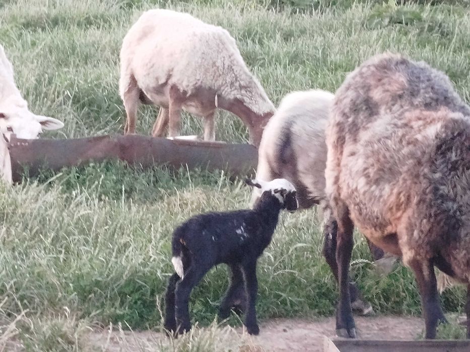 Продаються овечки