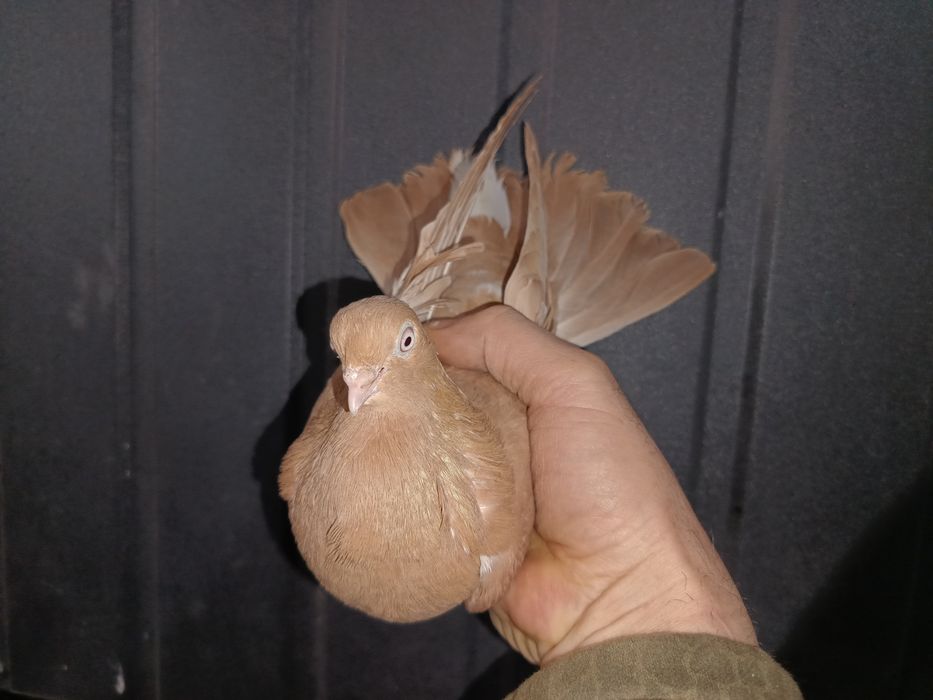 Gołębie zamojskie samiec samica gołąb