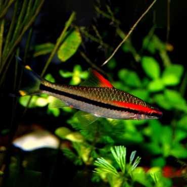 Brzanka Denisona - 5 sztuk - średni rozmiar około 6-7cm