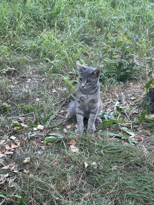 Кішечка   6 місяців