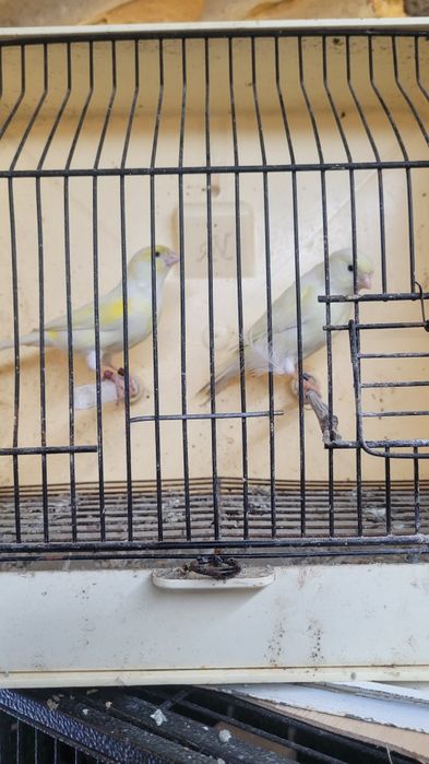 Canarios prontos a criar