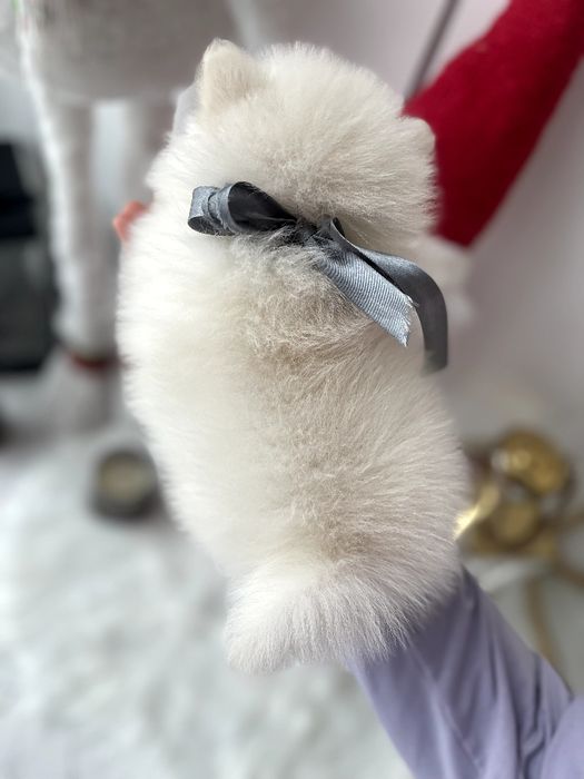 Померанські шпіци — 3 пухнастих друзів шукають новий дім