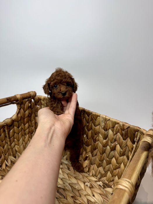 Toy pudel Teacup