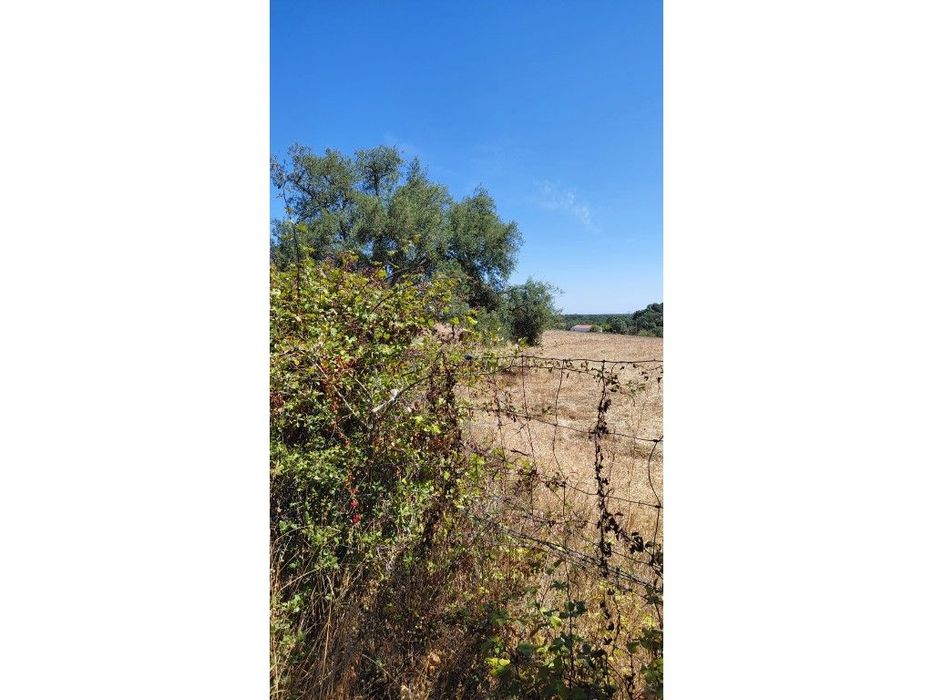 Monte Alentejano para recuperar.