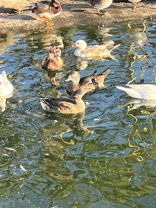 Patos ornamentais