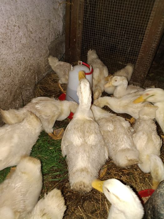 Sprzedam kaczki pekin 5 tygodniowe