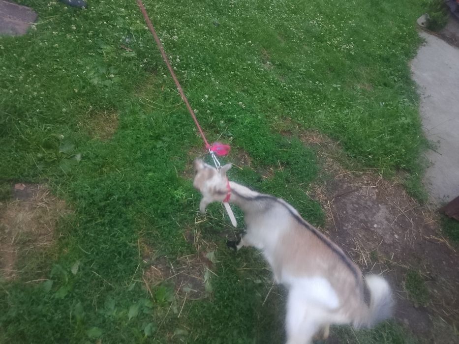 Sprzedam bardzo ładnego koziołka po kozie mlecznej