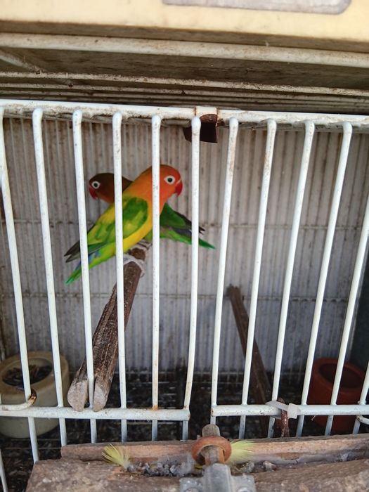 Vendo 2 Fishers machos nascidos em 2025.