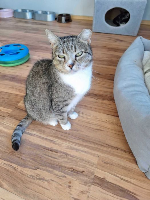 Pokochaj starszą chorą kotkę, okaż serce