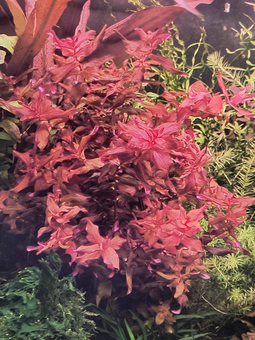 Rotala Macrandra (Rotala wspaniała)