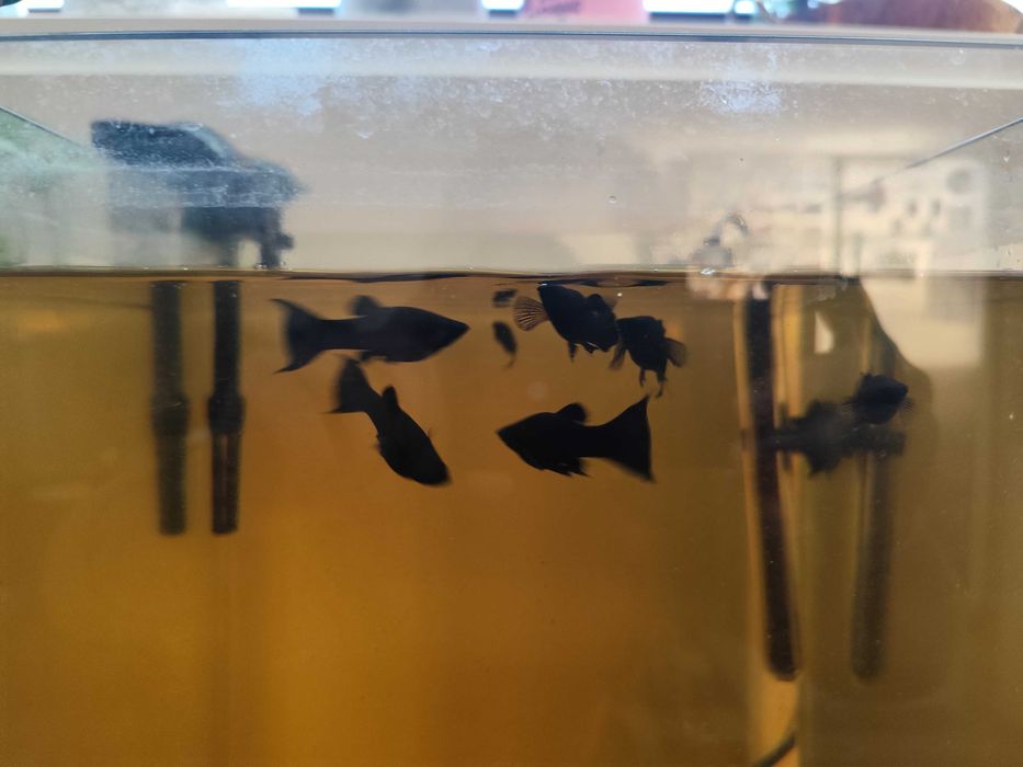 Urgente Aquariofilia, aquário, plantas e peixes