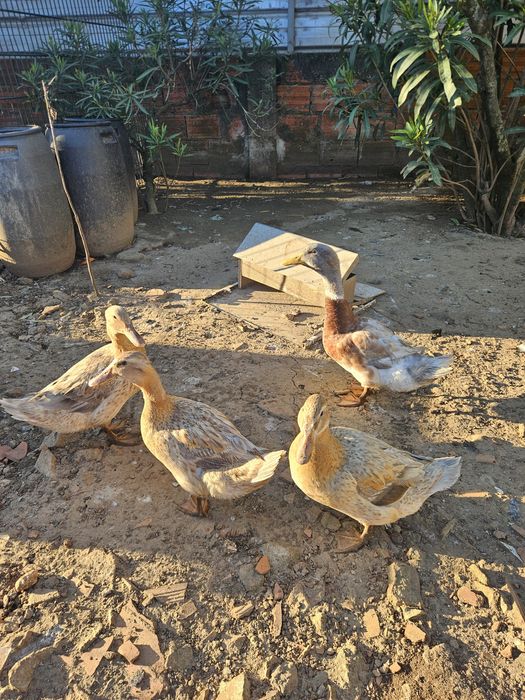 Vendo quadra de Patos