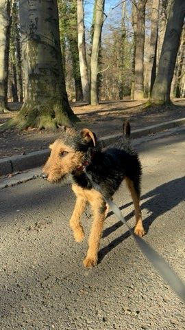 1, 5 roczny 10 kg terier walijski mix, adopcja
