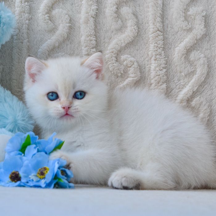 Шикарный британский мальчик