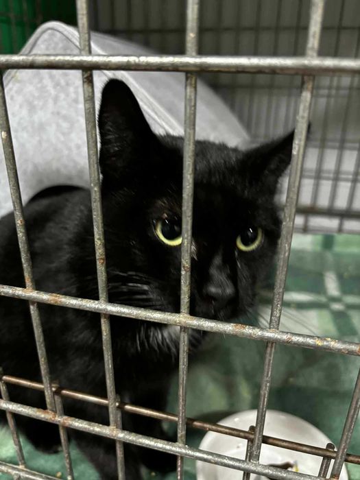 Czarna piękność - ale delikatna- kotka szuka domu