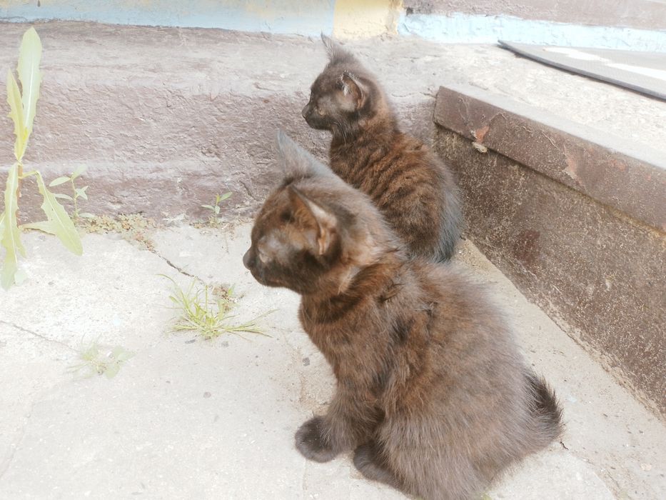 Отдам котят в добрые руки