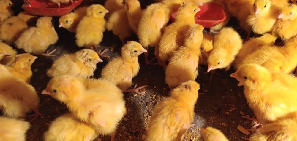 Перепілка добова !Суточные перепела!  19грн./шт.