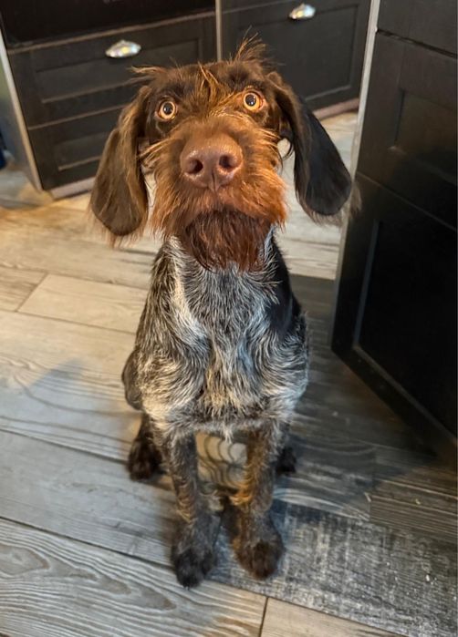 Suczka do adopcji DAISY